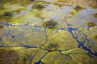 Delta of the Okavango River 4